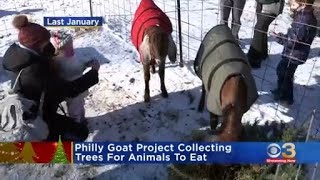 Ways to recycle your Christmas tree in Philadelphia