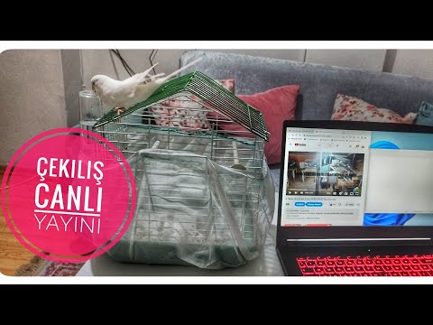 Canlı 2 Takım Muhabbet Kuşu Çekilişi