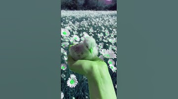 😍 Color grading in vn video editing | vn app se editing kaise kare #colorgrading #edit #shorts