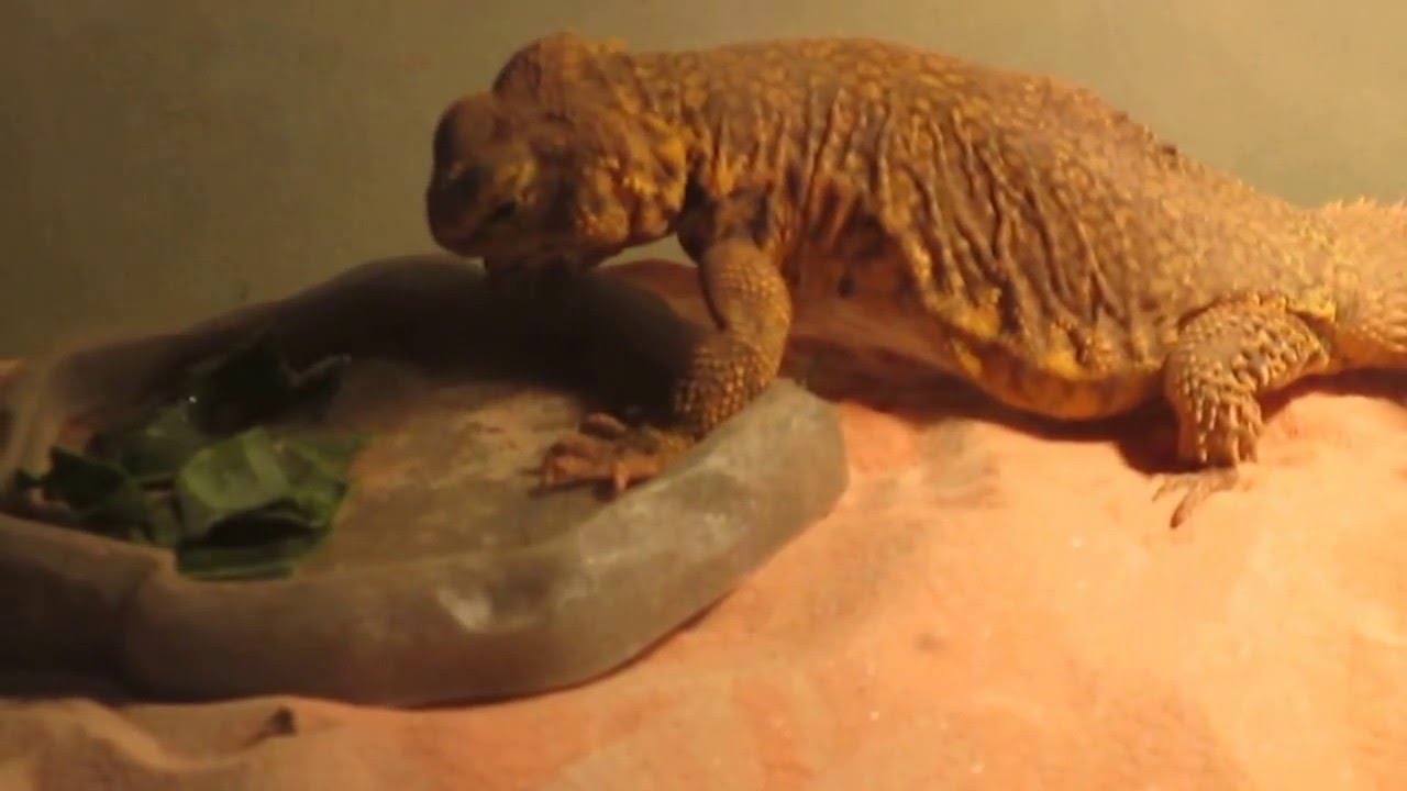 Funny Yellow Uromastyx eating kale! YouTube