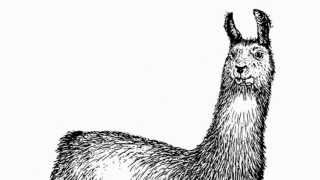 Rohn È Y, Porco Il Lama