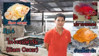 ปลาออสการ์​สั้นสวยงาม (ไพโรจน์​ฟาร์ม)​Siam​ Oscar​🐟Ep.4