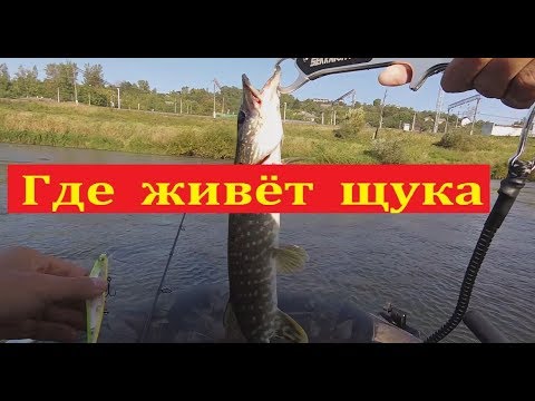 Вопрос: Щука может напасть на человека в реке, озере?