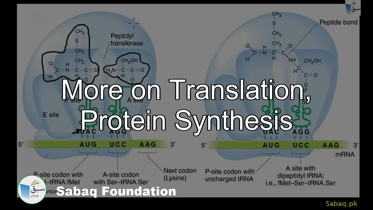 More on Translation, Biology Lecture | Sabaq.pk