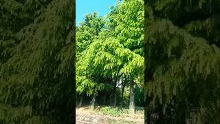 Download Lagu #shortvideo #shortsfeed #shorts MP3