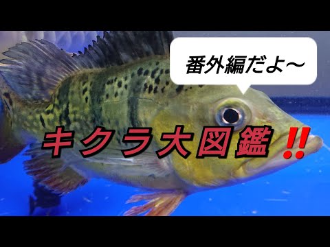 キクラ35 キクラ大図鑑‼️番外編‼️キクラ大好き‼️ - YouTube