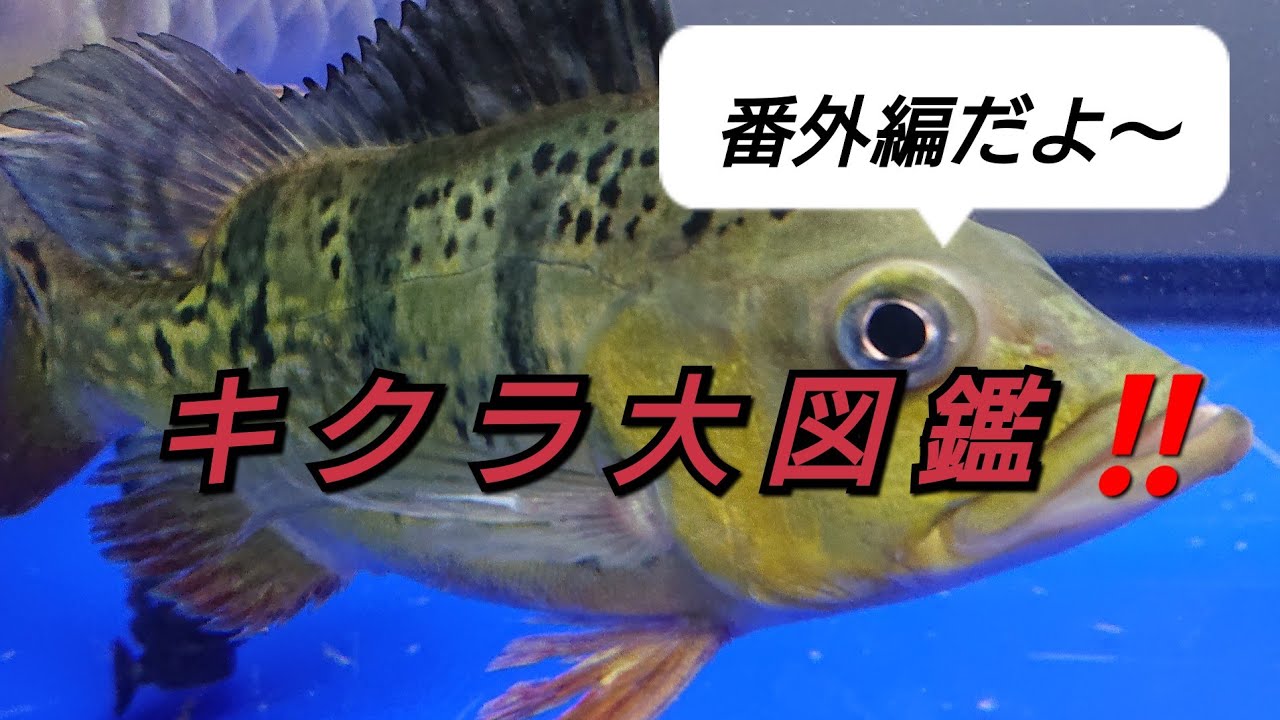 キクラ大図鑑‼️番外編‼️キクラ大好き‼️