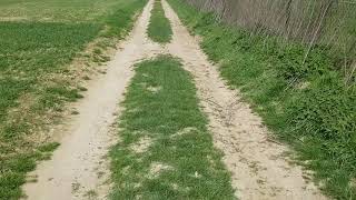 Relaxing Off-Leash Walk With 11 Yr Old Irish Staffordshire Bull Terrier