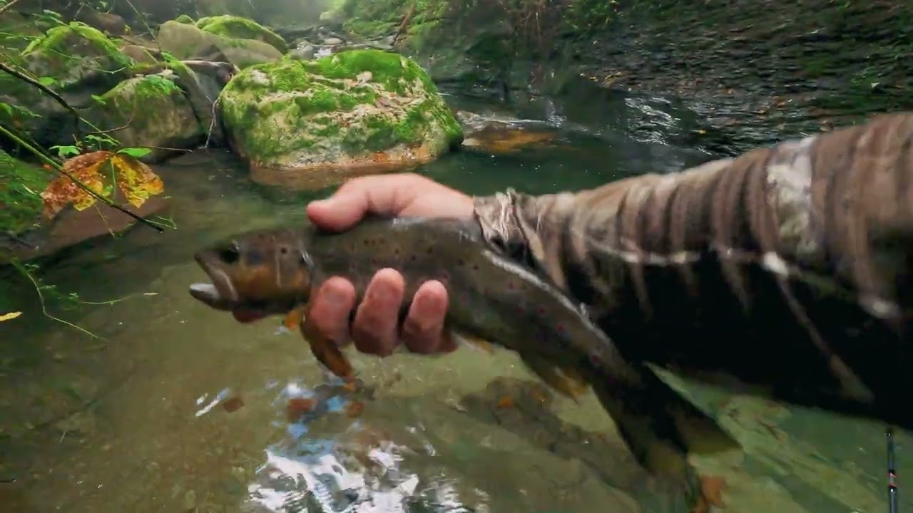 Une saison de pêche de la truite dans notre petite rivière favorite.