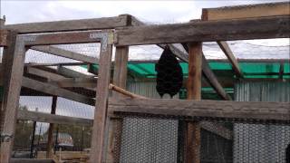 2013.05.09 - Black Sumatra Rooster Crowing