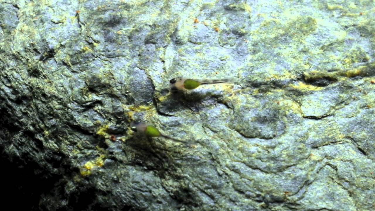 Julidochromis Dickfeldi evolucion crias