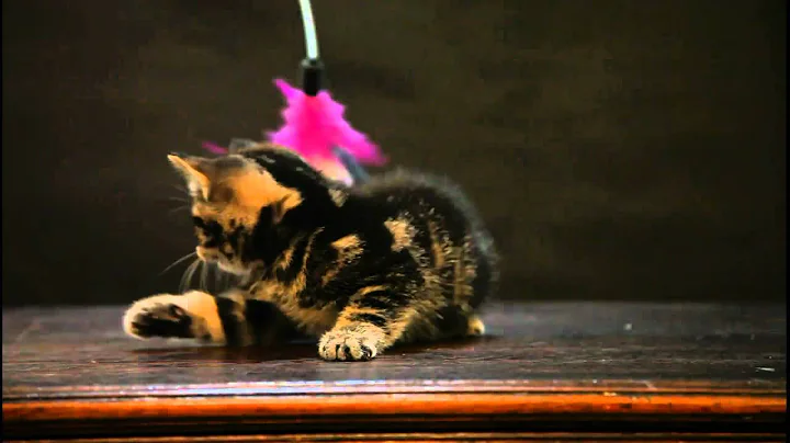 Watch the video about Princess British de Luxe. DSLR Canon 5D Mark II 720p