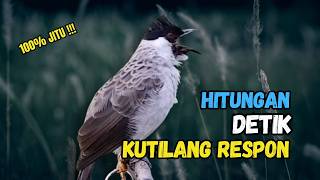 Suara Burung Kutilang Gacor Garuda Paling Ampuh Untuk Masteran Dan Pikat