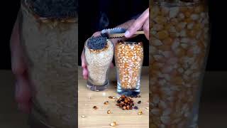 1000c Rhcb Vs Rice  And Corn  experiment science explore
