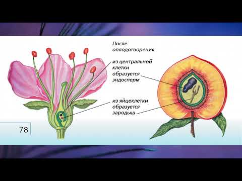"Отдел Покрытосеменные (Цветковые) растения", Биология 7 класс, Сивоглазов