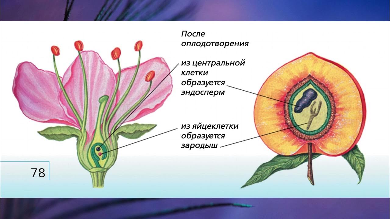 Из какой части цветка формируется