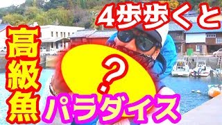 旅館から4歩で巨大高級魚が釣れる!!