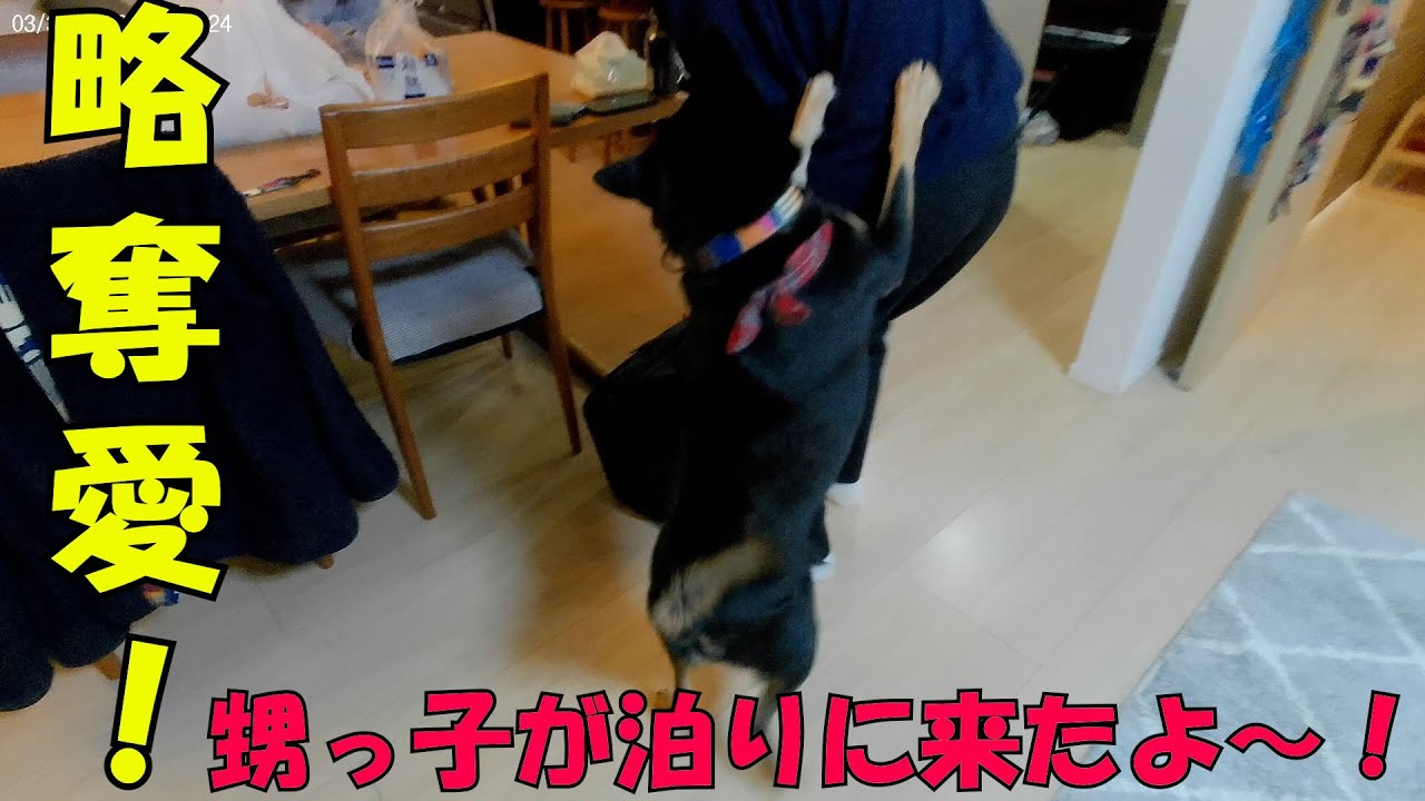 1年ぶりに泊りに来た甥っ子に恋する柴犬がかわいい