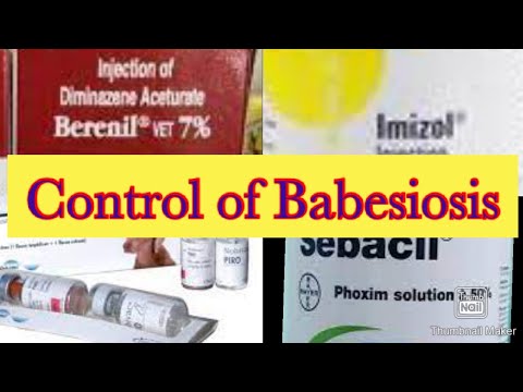 Video: Parasite Infection (Babesiosis) Hauv Cats
