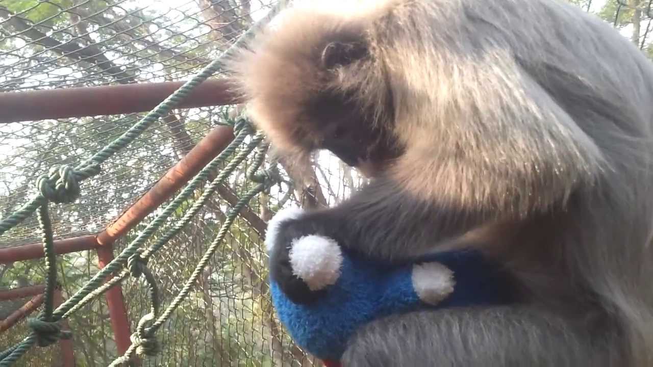 Languar monkey grooms teddy. Safari Park Thailand