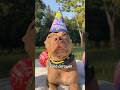 День рождения у самого пушистого члена семьи!🥳 #питбульджина #shorts #happybirthday #funnydogs