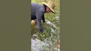 Bắt Cá Lóc Ở Rừng Sâu #trainghiem