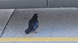 Grackle doing grackle things