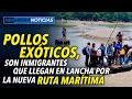 #Pollos #Exóticos, son #inmigrantes que llegan en #lancha por la nueva #Ruta #Marítima