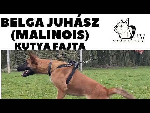 Videó: Belga Malinois Kutyafajta Hipoallergén, Egészségügyi és életre Szóló
