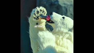 The Polar Bear Drank Soda and the Internet Went Crazy! 🐻🥤