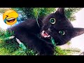Funniest Animals 2023 🐴 - Funny Dogs 🐶 And Cats 😺 Videos