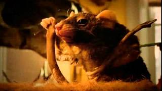 Cfx Difflam Moose Rat