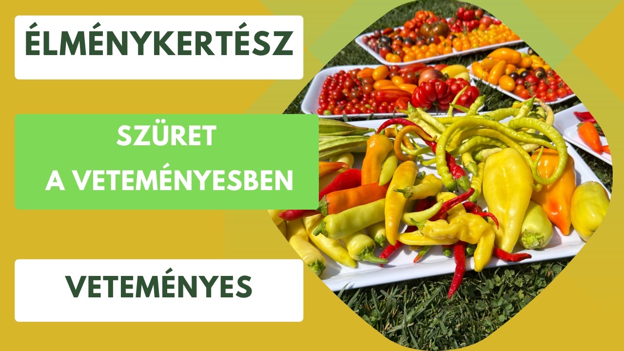 Itt az ideje szüretelni a veteményesben!🍅🫑