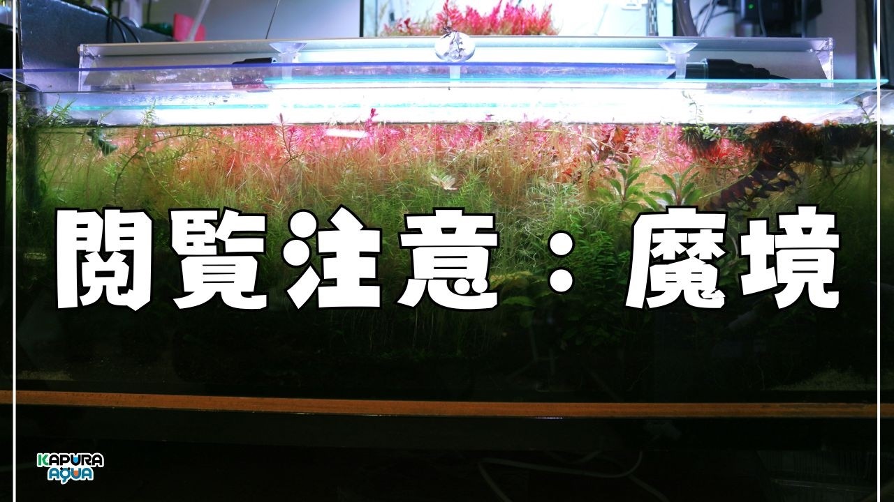 別サイトにて決まりました   断捨離 代理投稿です  90水槽 Hell's Edge] The fate of a 90cm aquarium left abandoned for 4