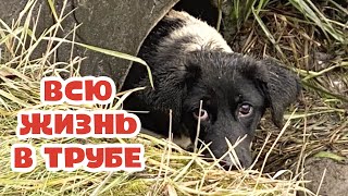 Всю жизнь в сточной трубе. Вытащим щенка или нет...