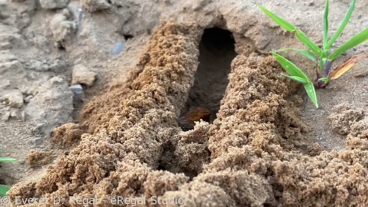 Eastern Cicada Killer Wasp digging tunnels