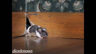 Ozark Pest Solutions Lake Ozark MO 65049-2151