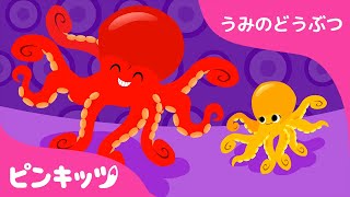 タコ | うみのどうぶつ | どうぶつのうた | ピンキッツ童謡