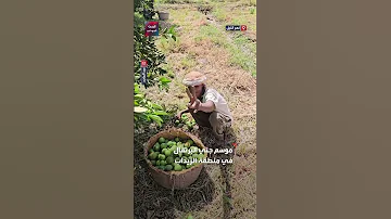 إنتاجية ناجحة لقطات ترصد جانبا من موسم جني البرتقال في منطقة الزيداب بشمال السودان 