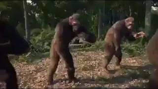 monkey dance video | Dancing Monkeys