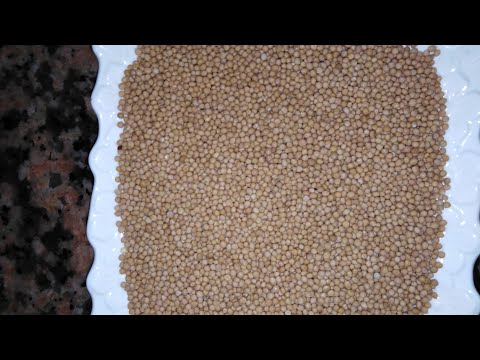 طريقة تحضير زيت الخردل في البيت وفوائده للجسم والبشرة والشعر وذكر بعض اضراره