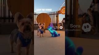 Lizzy the Yorkie | Sparkflick Perfects Spark Beam