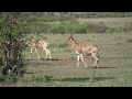 Why Are Some Hartebeests Wearing Collars Ol Kinyei Safari Sighting Why Are Some Hartebeests Wearing Collars Ol Kinyei Safari Sighting