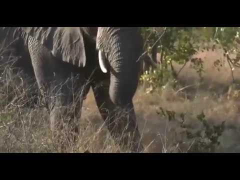 sindile faku June 04, 2017- Sunset-Cutest little Ellie showing he is a boss as long as mom is close by.