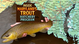Inside Maryland’s Trout Hatchery: DNR Secrets Behind World-Class Trout Fishing