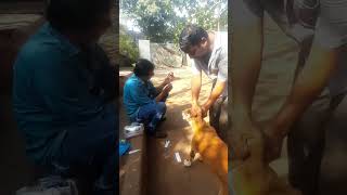 tiks fever treatment #street #dog 🐕💚🙏