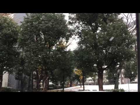 けっこう降ってる54年ぶりの雪