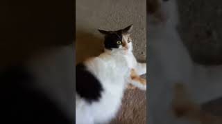 Saat Ue Hamil Tua 🥰 Bola Bulu