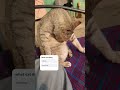 cute cat #answer #catvideo