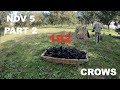 192 bird crow hunt part 2